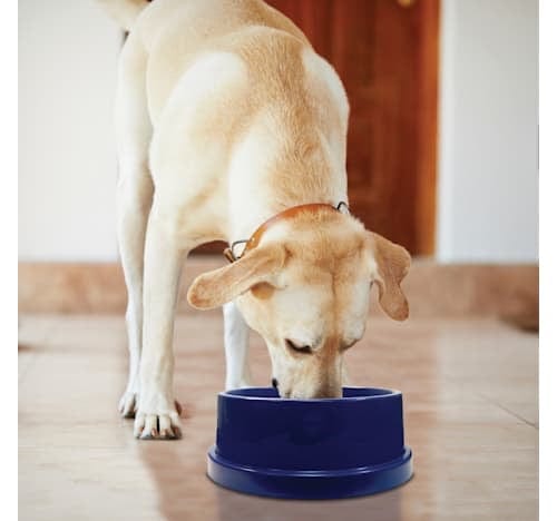 K&H Cooling Feeder Dog Bowl, 12 Cups (96 Fl Oz.)