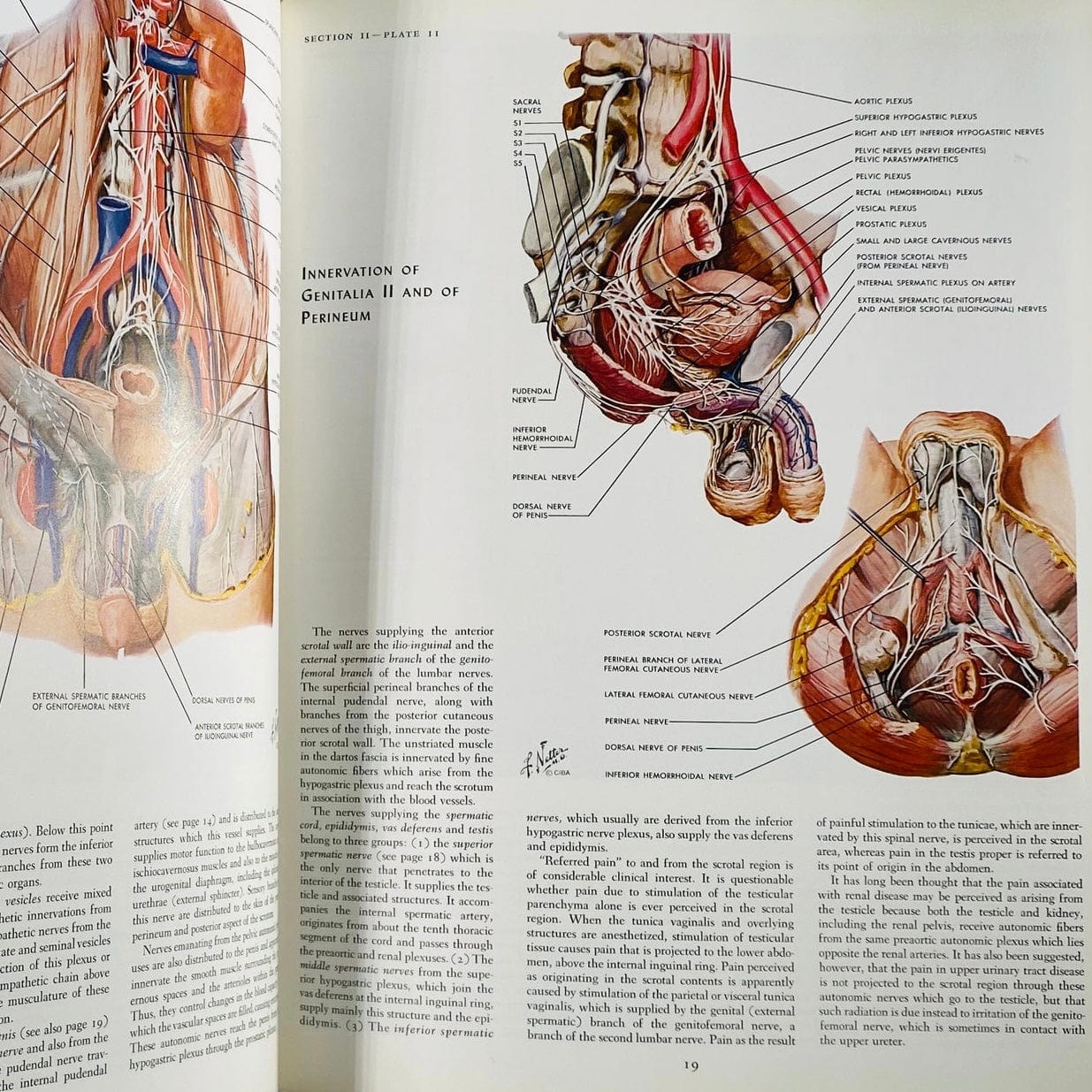 The Ciba Collection of Medical Illustrations Vol. 2 Reproductive System By Frank H. Netter. M.D 1953 Hard Back Book