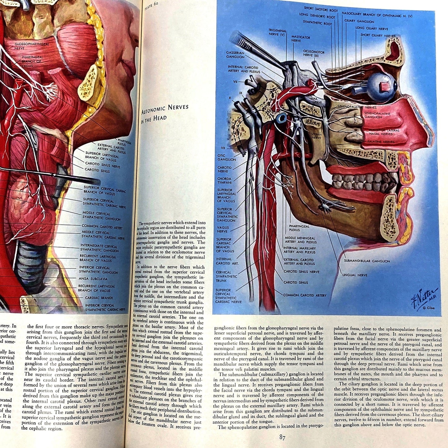 The Ciba Collection of Medical Illustrations Vol. 1 Nervous System By Frank H. Netter. M.D 1953 Hard Back Book